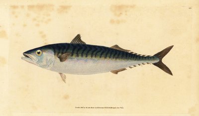 Atlantic Mackerel, Scomber scombrus by Edward Donovan