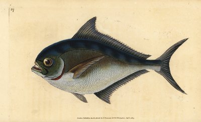 Atlantic pomfret, Brama brama by Edward Donovan