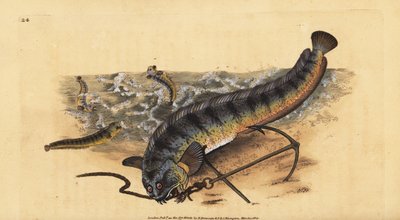 Atlantic seawolf or striped sea wolf, Anarhichas lupus by Edward Donovan
