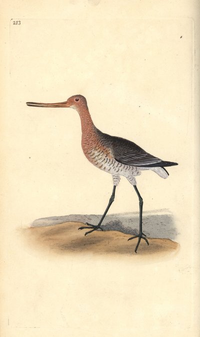 Bar-tailed Godwit (female), Limosa lapponica. Handcoloured copperplate from Natural History of British Birds, London by Edward Donovan