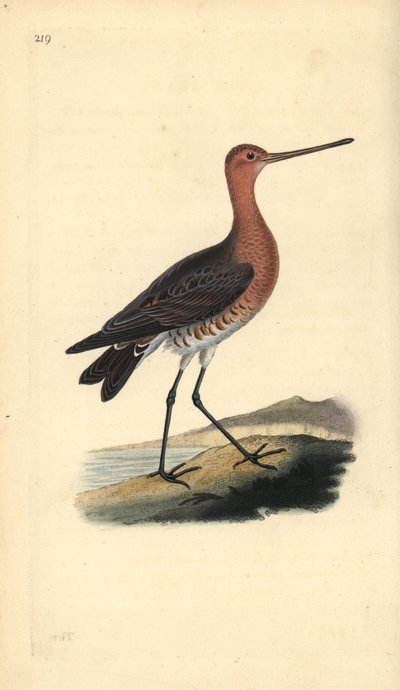 Bar-tailed godwit (male), Limosa lapponica by Edward Donovan