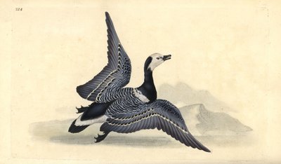 Barnacle Goose, Branta leucopsis by Edward Donovan