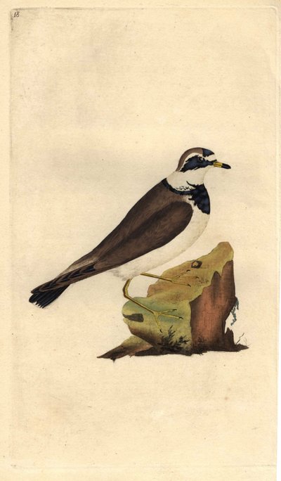 Common ringed plover. Charadrius hiaticula. Copper engraving by Edward Donovan, published in Histoire naturelle des oiseaux britanniques, London by Edward Donovan