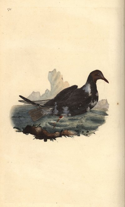 Black-headed Gull, Chroicocephalus ridibundus, in Summer Plumage with Brown Head by Edward Donovan