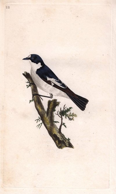 European Pied Flycatcher, Ficedula Hypoleuca. Copper Engraving by Edward Donovan, Published in 