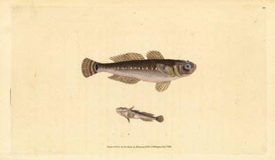 Black goby, Gobius niger by Edward Donovan