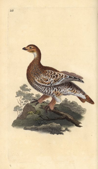 Black grouse or blackgame, Tetrao tetrix by Edward Donovan