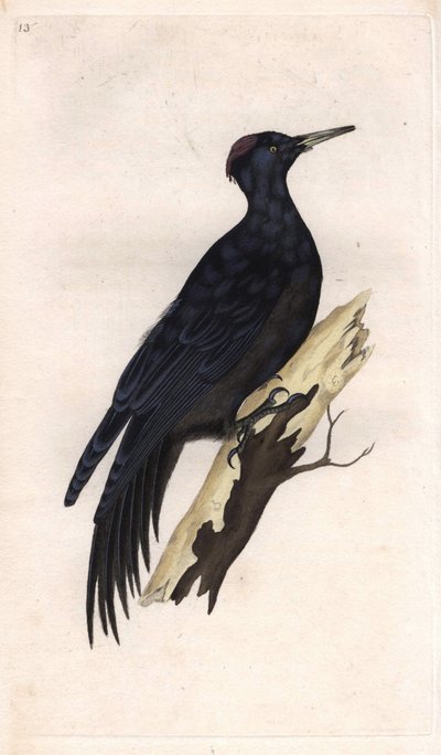 Black woodpecker. Dryocopus martius (Picus martius). Copper engraving by Edward Donovan, published in Histoire naturelle des oiseaux britanniques, London by Edward Donovan