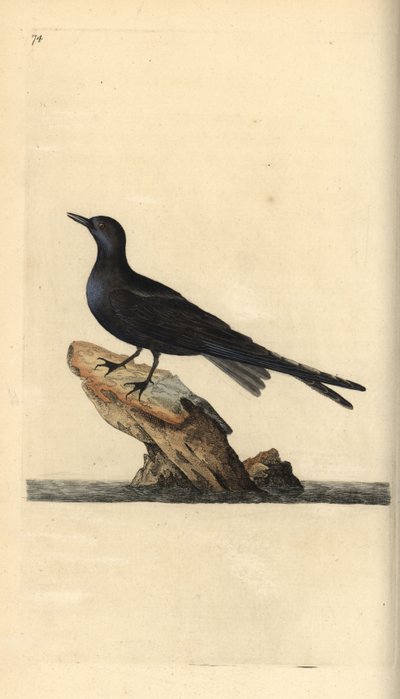 Black tern, Chlidonias niger. Handcoloured copperplate drawn and engraved by Edward Donovan from his own Natural History of British Birds, London by Edward Donovan