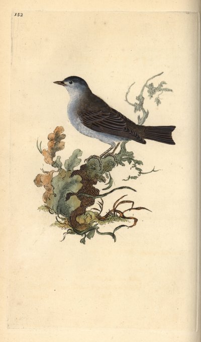 Blackcap, Sylvia atricapilla by Edward Donovan