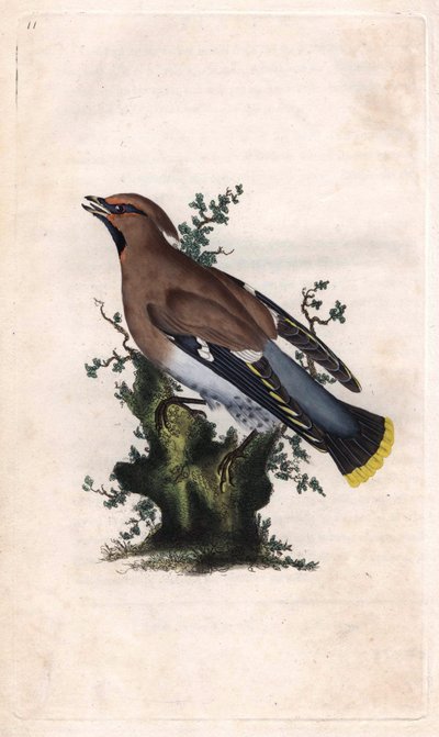 Bohemian Waxwing, Bombycilla garrulus by Edward Donovan