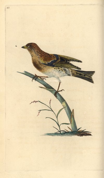 Brambling, Fringilla montifringilla. Handcoloured copperplate from Natural History of British Birds, London by Edward Donovan