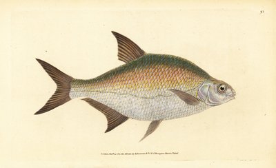 Bream, Abramis brama (Cyprinus brama). Handcoloured Copperplate Drawn and Engraved by Edward Donovan from His Natural History of British Fishes, Donovan and F.C. and J. Rivington, London by Edward Donovan