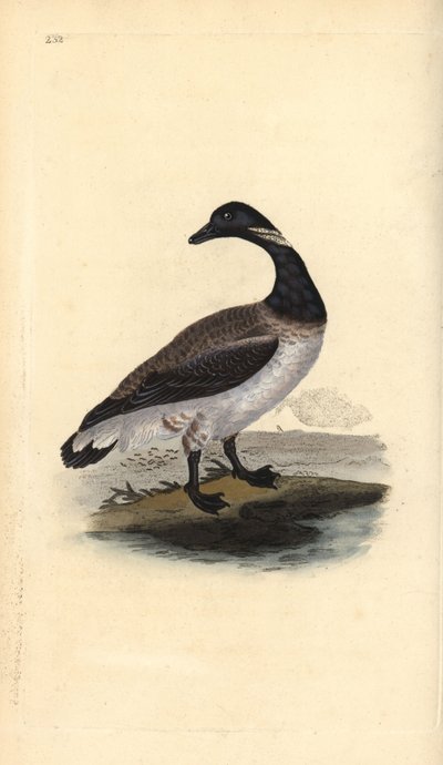 Brent goose, Branta bernicla. Handcoloured copperplate drawn and engraved by Edward Donovan from his own Natural History of British Birds, London by Edward Donovan