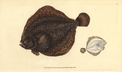Brill or pearl, handcoloured copperplate drawn and engraved by Edward Donovan from his Natural History of British Fishes by Edward Donovan