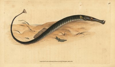 Broadnosed or Shorter Pipefish, Syngnathus typhle. Handcoloured Copperplate Drawn and Engraved by Edward Donovan from His Natural History of British Fishes, Donovan and F.C. and J. Rivington, London by Edward Donovan