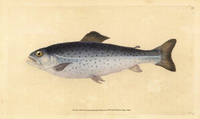 Brown Trout, Salmo Trutta. Handcoloured Copperplate Drawn and Engraved by Edward Donovan from His Natural History of British Fishes by Edward Donovan