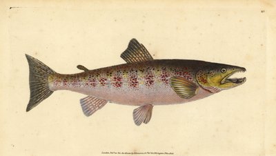 Brown Trout, Salmo trutta fario by Edward Donovan