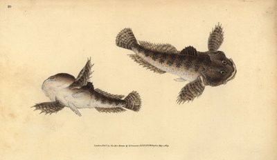 Bullhead, Cottus gobio by Edward Donovan