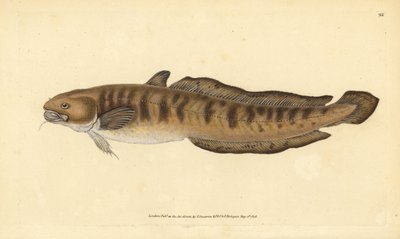 Burbot, Lota lota (Gadus lota). Handcoloured Copperplate Drawn and Engraved by Edward Donovan from His Natural History of British Fishes, Donovan and F.C. and J. Rivington, London by Edward Donovan
