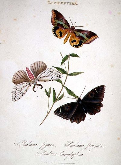 Butterflies: Phalaena Figura; Phalaena Strigata and Phalaena Hieroglyphica, pub. by the artist by Edward Donovan