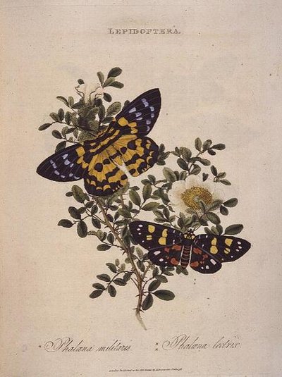 Butterflies: Phalaena Militaris, Phalaena Lectrix, pub. by the artist by Edward Donovan