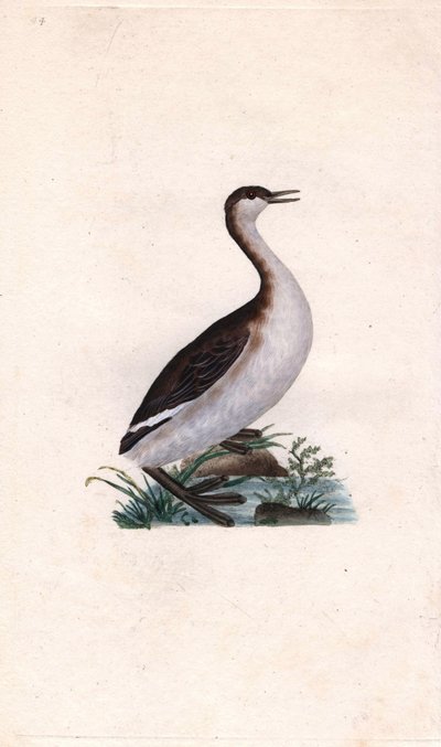 Castagny grebe. Tachybaptus ruficollis by Edward Donovan