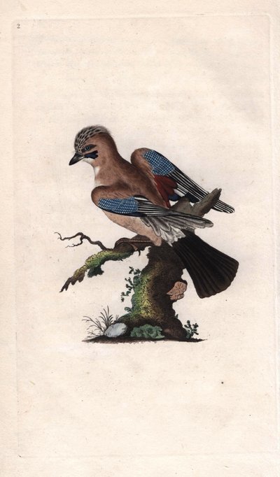 Eurasian Jay, Garrulus glandarius. Copper engraving by Edward Donovan, published in Natural History of British Birds, London by Edward Donovan