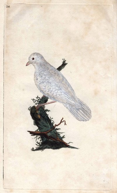 Eurasian Jay, Garrulus Glandarius. Copper Engraving by Edward Donovan, Published in 