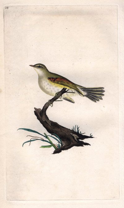 Willow warbler. Phylloscopus trochilus (Motacilla trochilus). Copper engraving by Edward Donovan, published in Histoire naturelle des oiseaux britanniques, London by Edward Donovan
