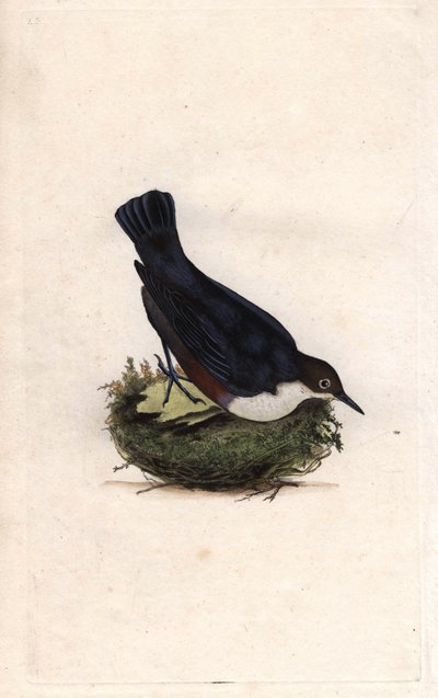 Cincle Diver by Edward Donovan