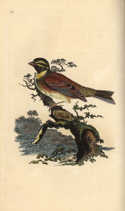 Cirl bunting, Emberiza cirlus by Edward Donovan
