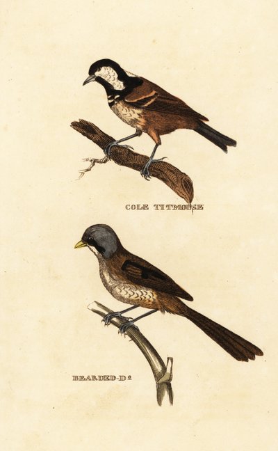 Coal tit and bearded reedling by Edward Donovan
