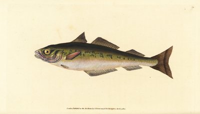 Coalfish or saithe, Pollachius virens. Handcoloured copperplate from Natural History of British Fishes, Donovan and F.C. and J. Rivington, London by Edward Donovan