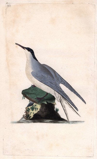 Common Tern, Sterna hirundo by Edward Donovan