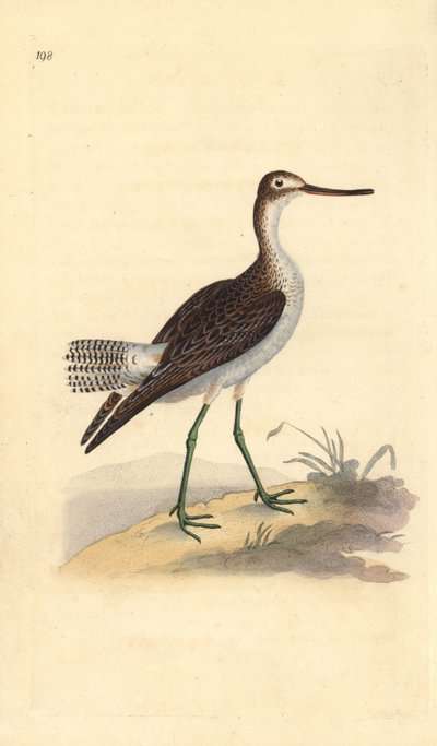 Common greenshank, Tringa nebularia. Handcoloured copperplate from Natural History of British Birds, London by Edward Donovan