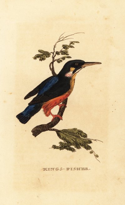 Common Kingfisher, Alcedo atthis by Edward Donovan