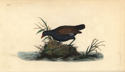 Common moorhen, Gallinula chloropus by Edward Donovan