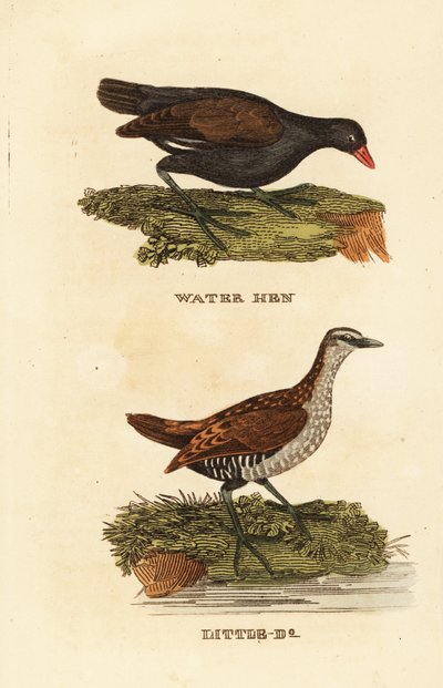 Common Moorhen and Spotted Crake by Edward Donovan
