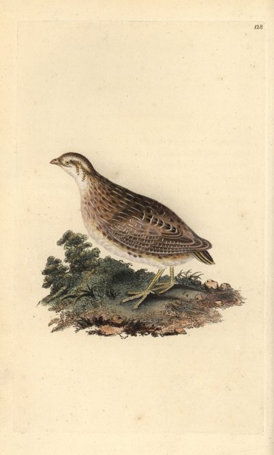 Common quail, Coturnix coturnix by Edward Donovan