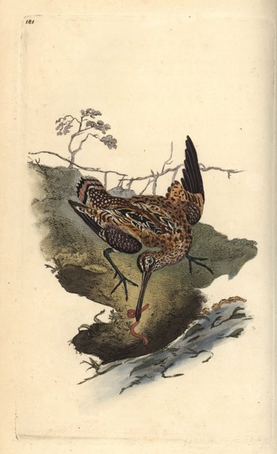 Common Snipe, Gallinago gallinago, catching a worm. Handcoloured copperplate from Natural History of British Birds, London by Edward Donovan