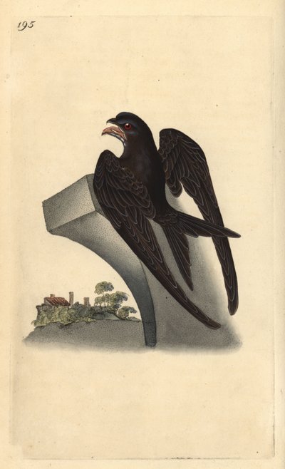 Common swift, Apus apus by Edward Donovan