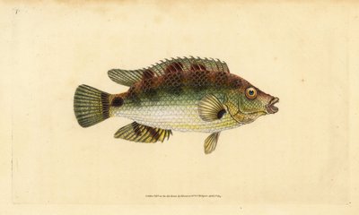 Corkwing wrasse, Symphodus melops (Goldfinny, Labrus cornubius). Handcoloured copperplate drawn and engraved by Edward Donovan from his Natural History of British Fishes, Donovan and F.C. and J. Rivington, London by Edward Donovan