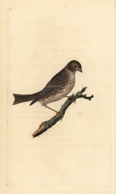 Corn Bunting, Miliaria calandra. Handcoloured copperplate drawn and engraved by Edward Donovan from his Natural History of British Birds, London by Edward Donovan