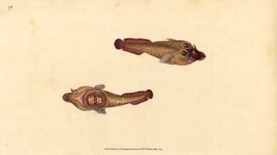 Cornish Sucker, Lepadogaster purpurea by Edward Donovan