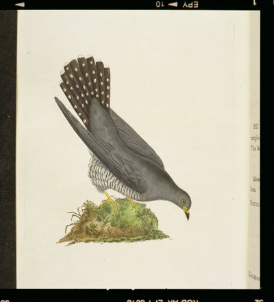 Cuckoo from 