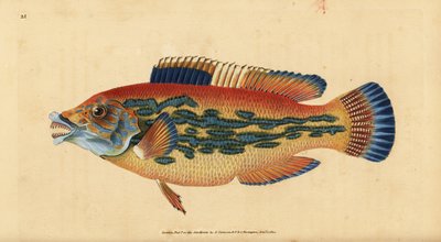 Cuckoo wrasse, Labrus mixtus. Handcoloured copperplate from Natural History of British Fishes, Donovan and F.C. and J. Rivington, London by Edward Donovan