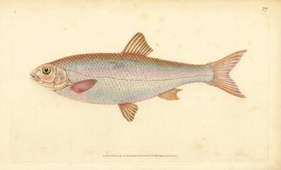 Dace, handcoloured copperplate drawn and engraved by Edward Donovan from his Natural History of British Fishes by Edward Donovan