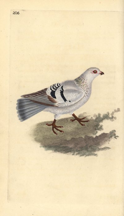 Domestic pigeon, Columba livia domestica by Edward Donovan