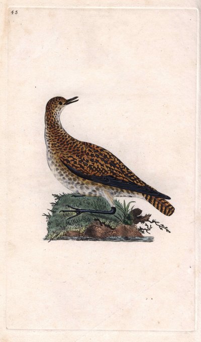 Dore plover. Pluvialis apricaria by Edward Donovan